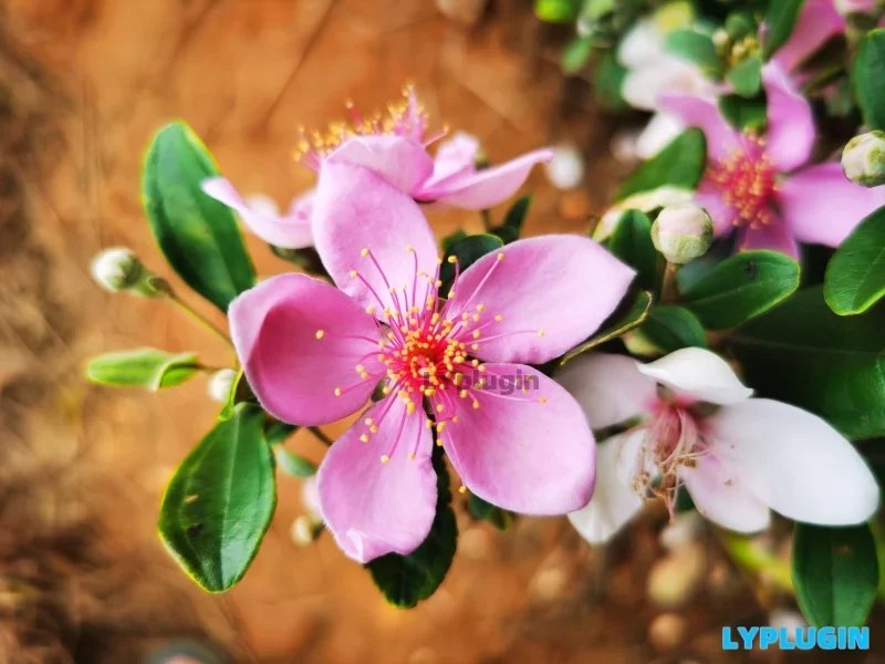 漂亮的稔子花，再過(guò)三個(gè)月就有稔子吃了 - 老陽(yáng)插件